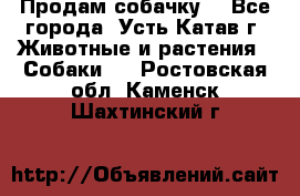 Продам собачку  - Все города, Усть-Катав г. Животные и растения » Собаки   . Ростовская обл.,Каменск-Шахтинский г.
